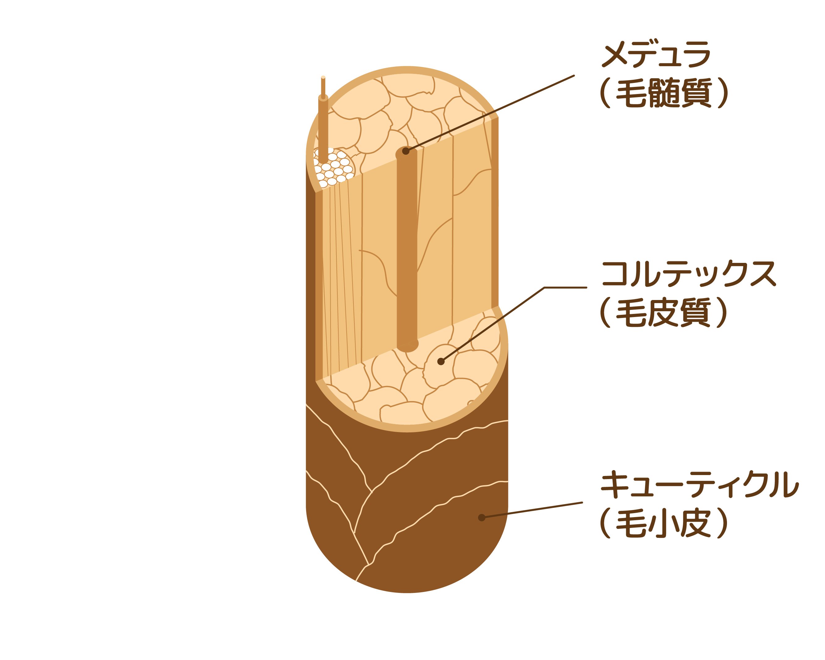 髪の専門家に聞く！毛髪診断士®が解説する「髪のヒミツ」髪にまつわる